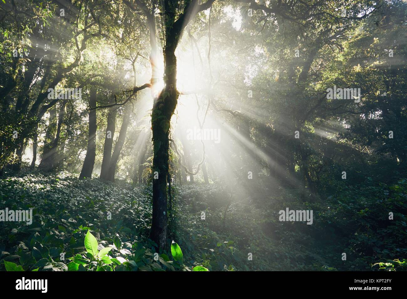 Misterioso sunrise nel profondo della foresta pluviale tropicale in Thailandia montagne. Foto Stock