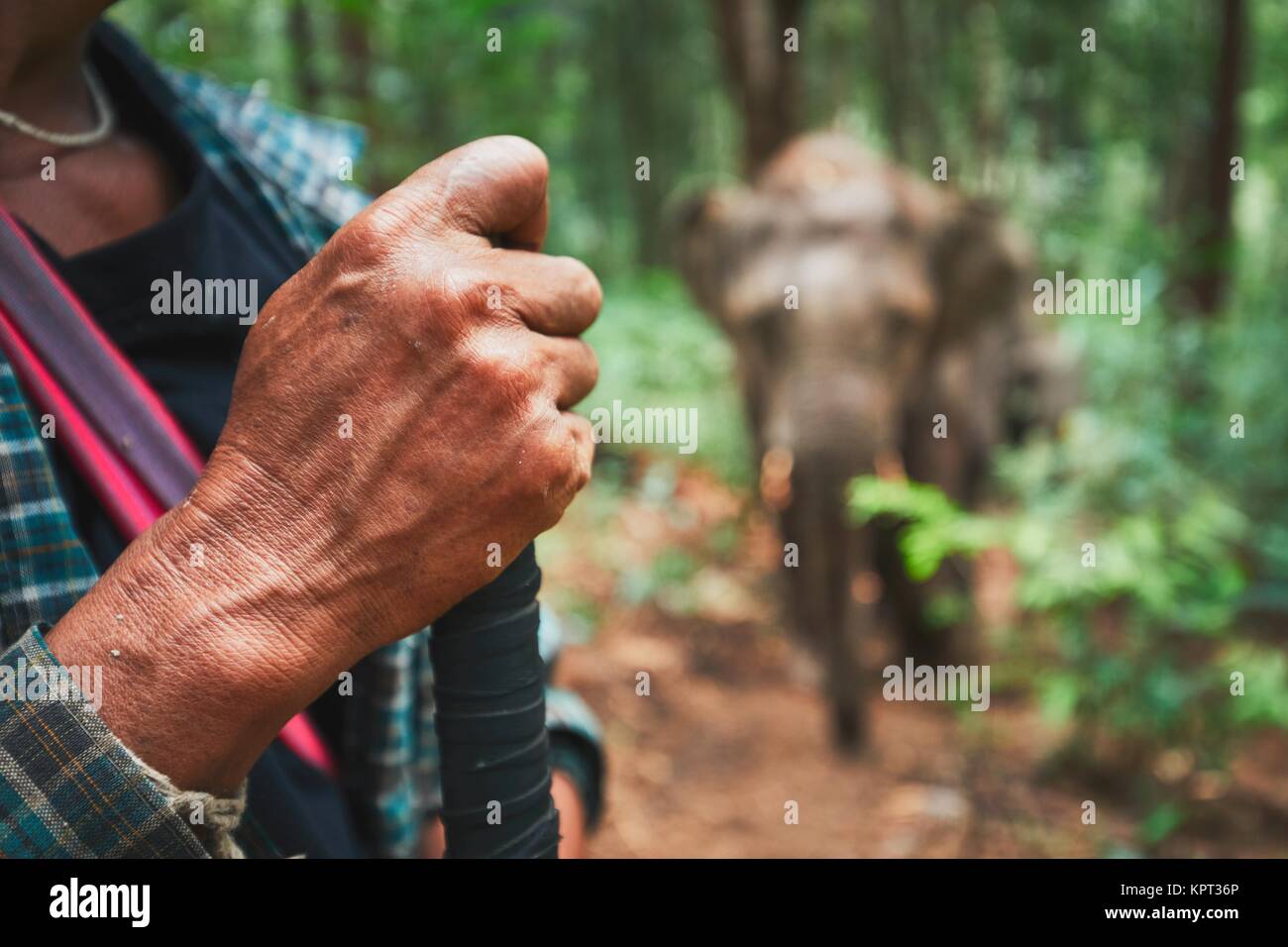 Mano di uomo locale con elefante nella foresta pluviale tropicale in Chiang Mai Provincia, Thailandia Foto Stock