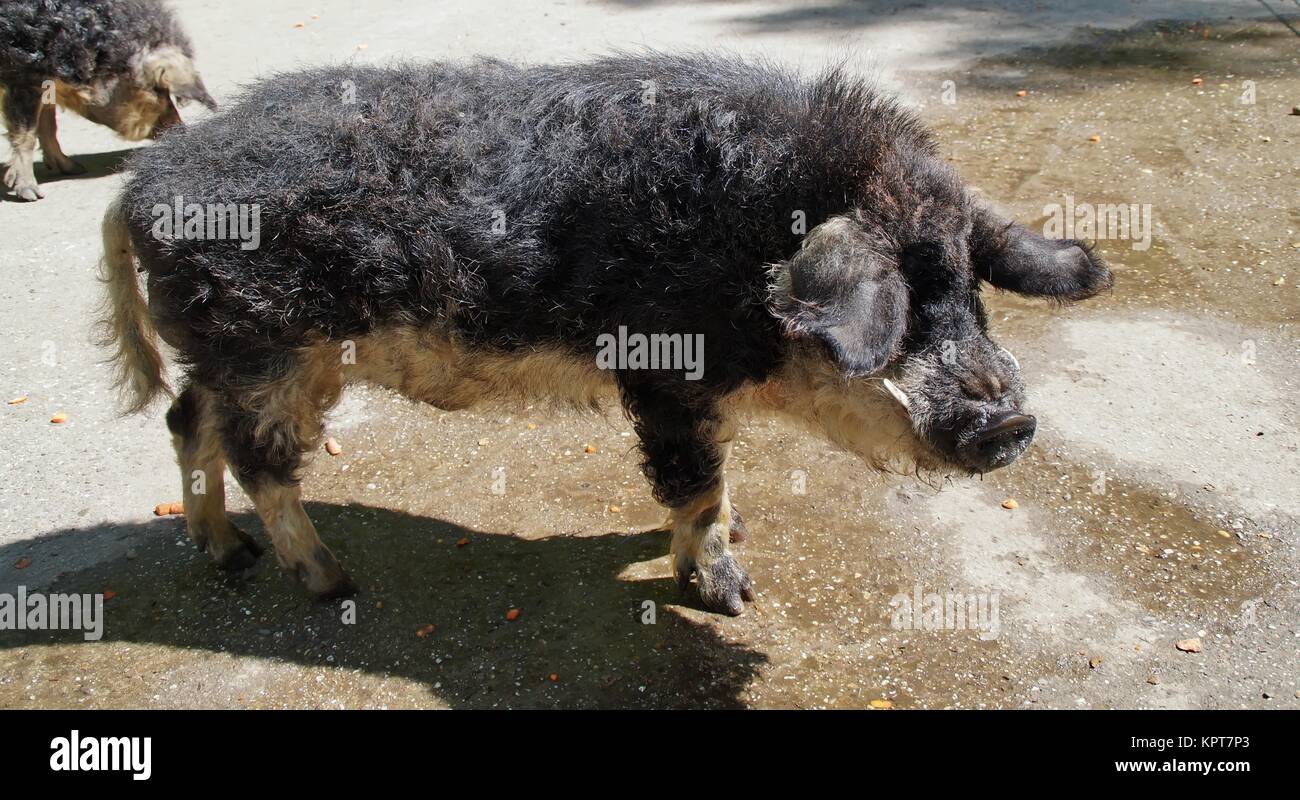 Maiale di Mangalica Foto Stock