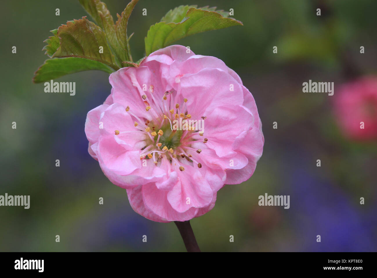 Rosafarbene Mandelblüte am Zweig, Ziermandel, Prunus triloba Foto Stock