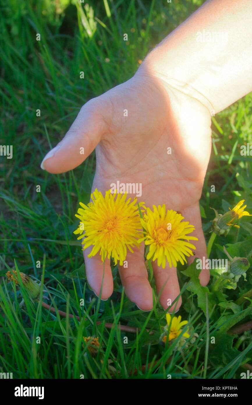 la mano della donna raccoglie 2 fiori di dente di leone Foto Stock