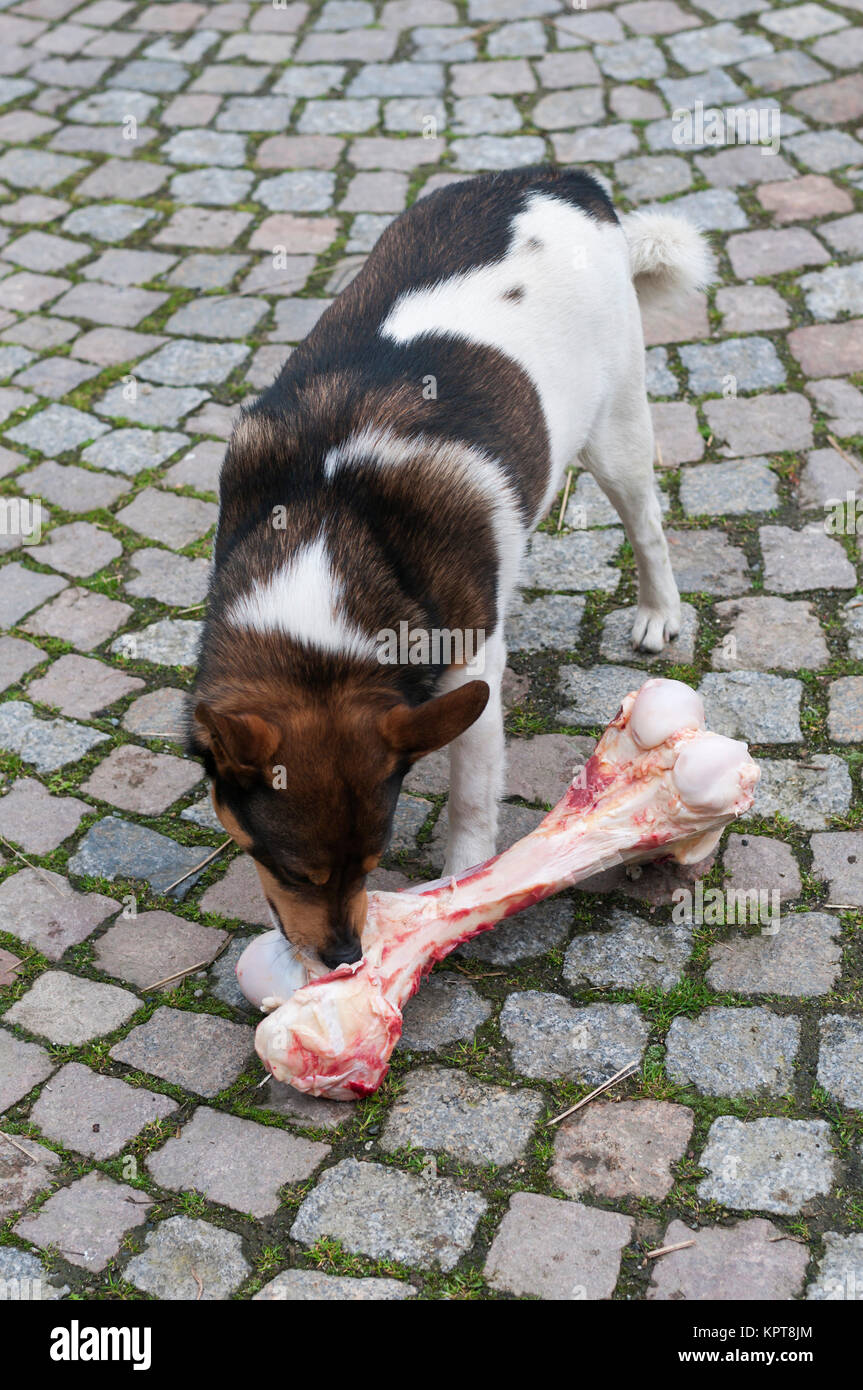 Frisst Mischlingshund un einem zu grossen Knochen. Foto Stock
