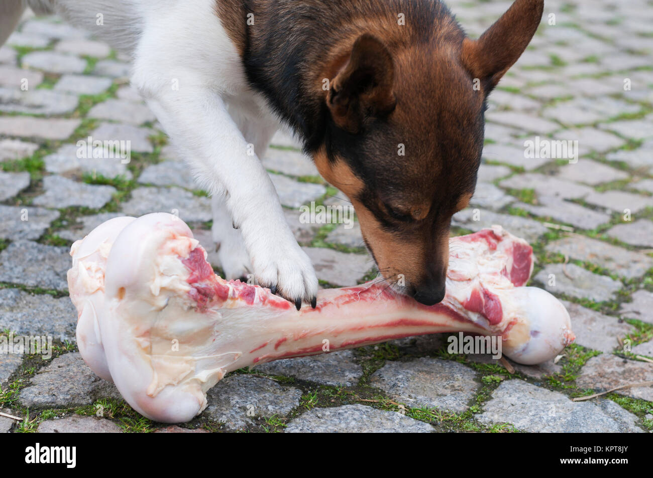 Frisst Mischlingshund un einem zu grossen Knochen. Foto Stock