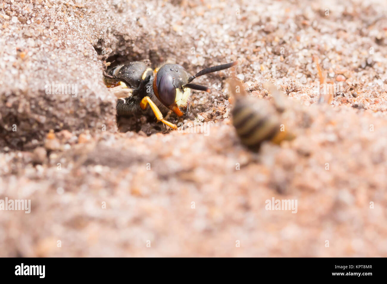 Beewolf europea (Philanthus triangulum) a nido burrow ingresso con honeybee (Apis mellifera) preda. Surrey, Regno Unito. Foto Stock