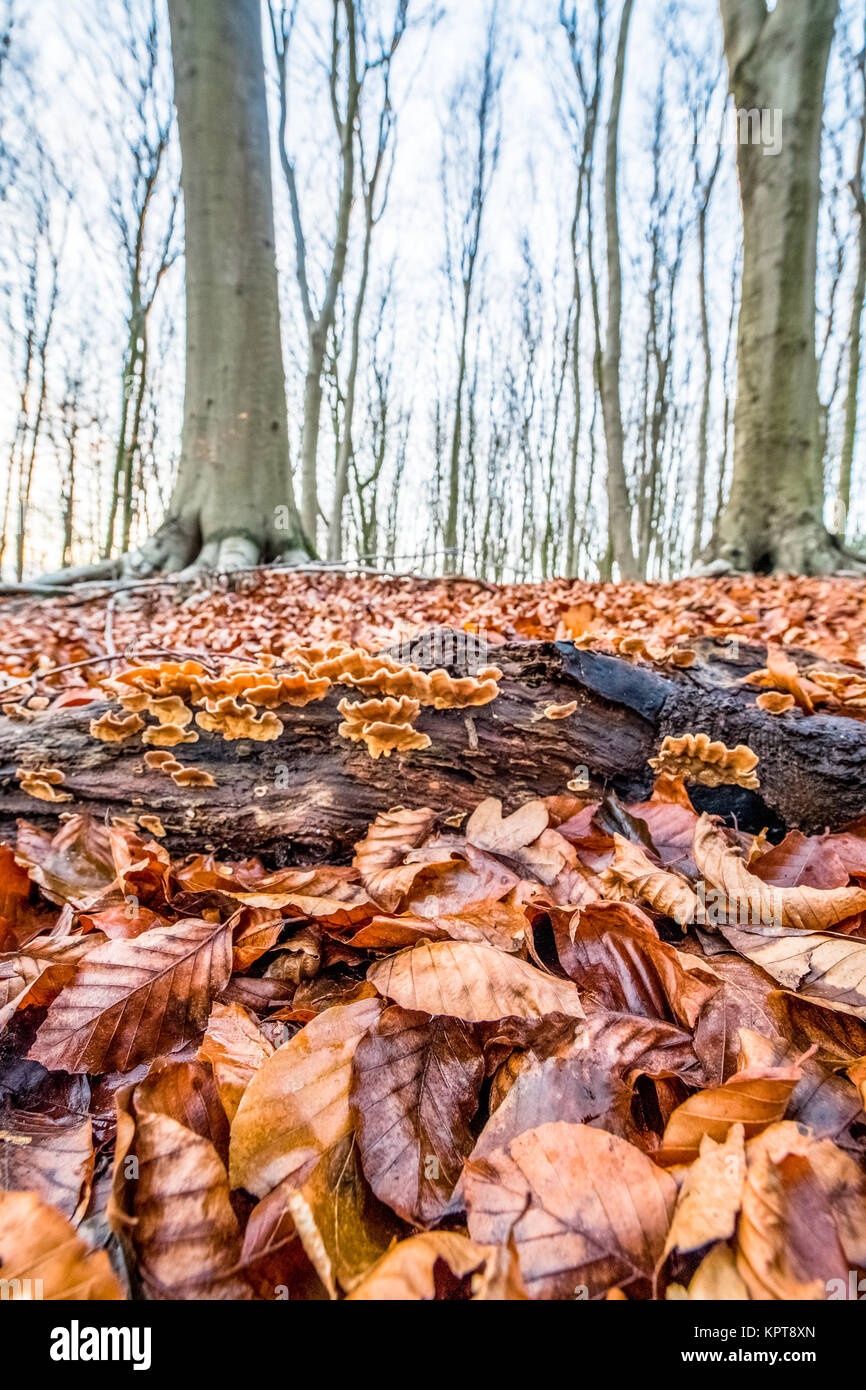 Caduto faggio foglie con la crescita di funghi su un decadimento log. Foto Stock