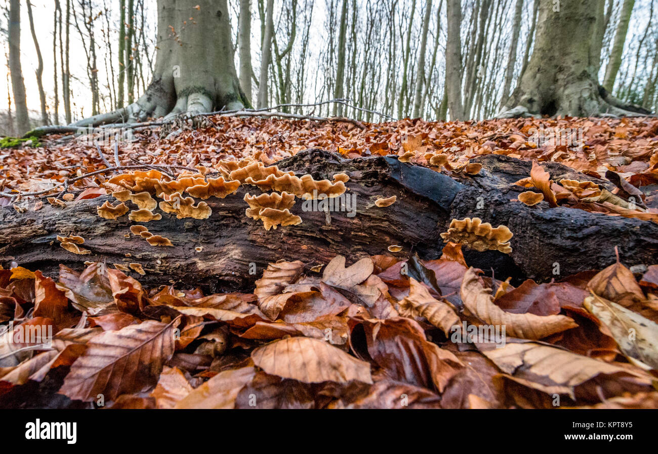 Caduto faggio foglie con la crescita di funghi su un decadimento log. Foto Stock