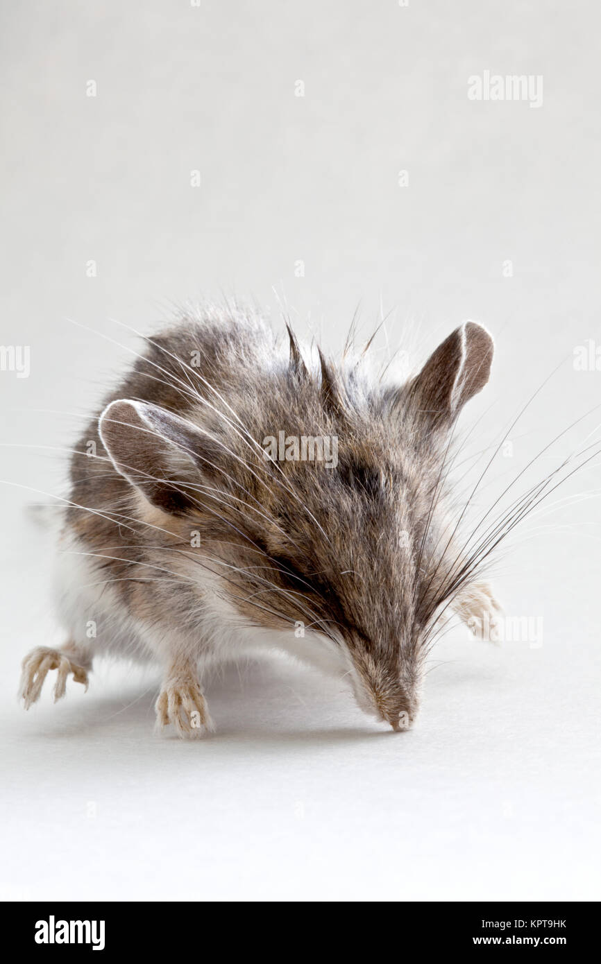 Immaturo morto il mouse sul campo 'Peromyscus californicus'. Foto Stock