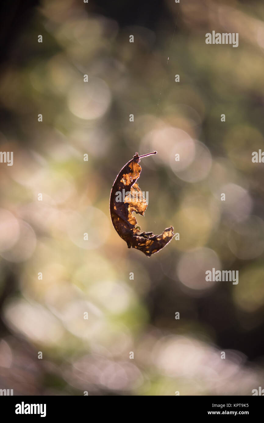 Foglia che cade Foto Stock