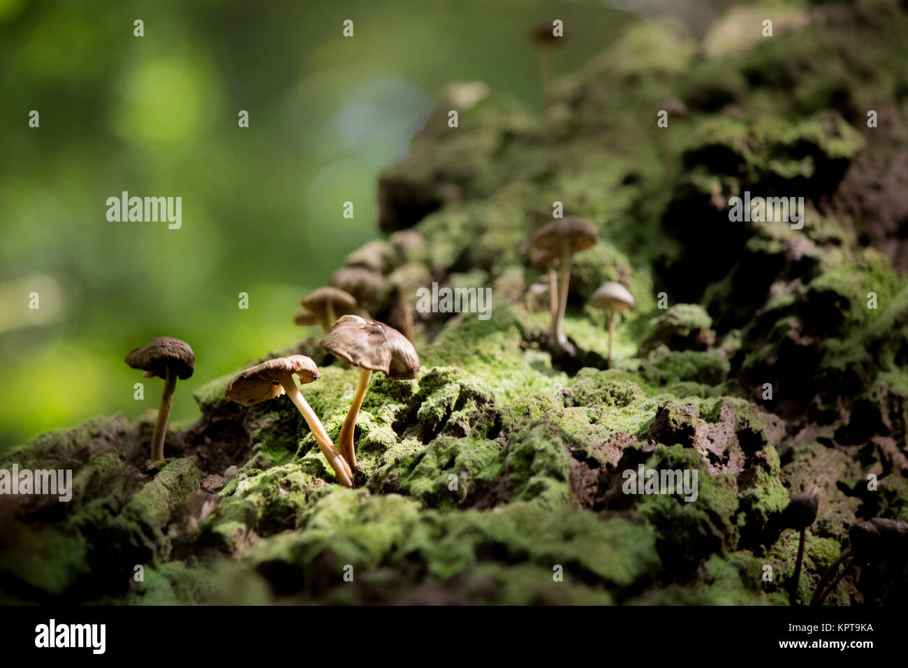 Foresta di funghi Foto Stock