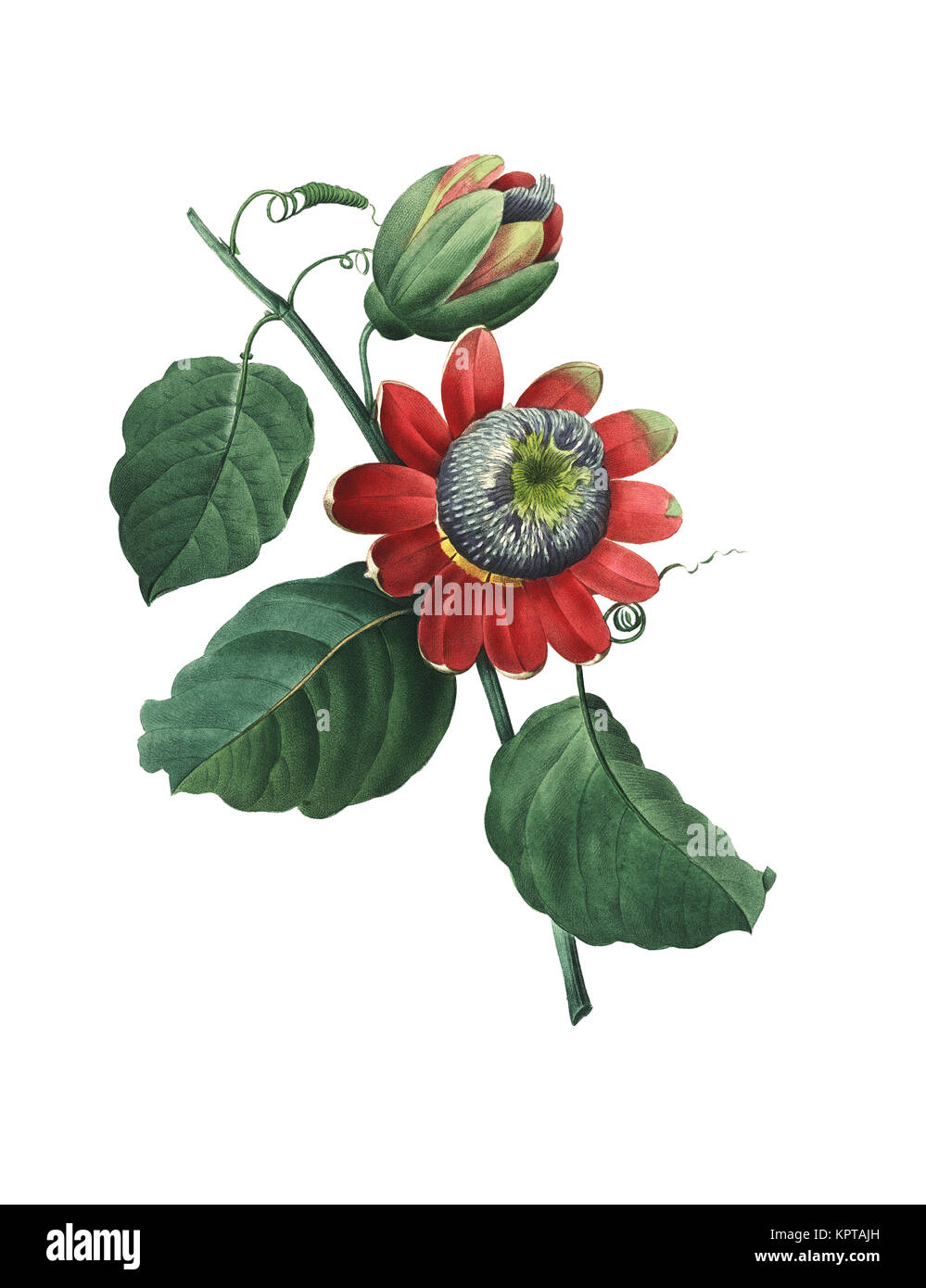 Antiquariato del XIX secolo di illustrazione una Passiflora alata, o l'alato-stelo fiore della passione. Incisione di Pierre-Joseph Redoute. Pubblicato in Choix Des Foto Stock
