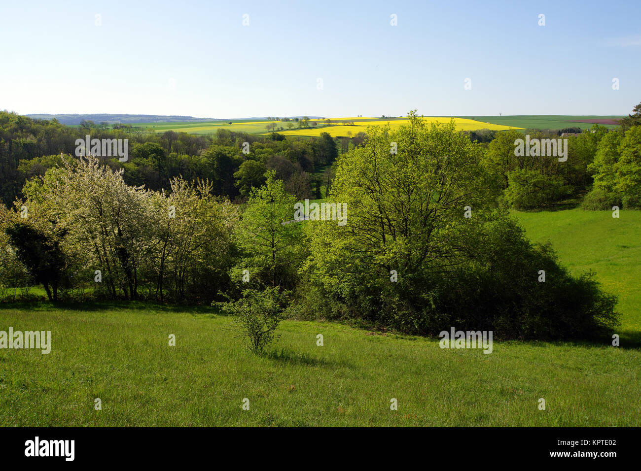 Naturschutzgebiet bei Berg, Mechernich, Nordrhein-Westfalen, Deutschland Foto Stock