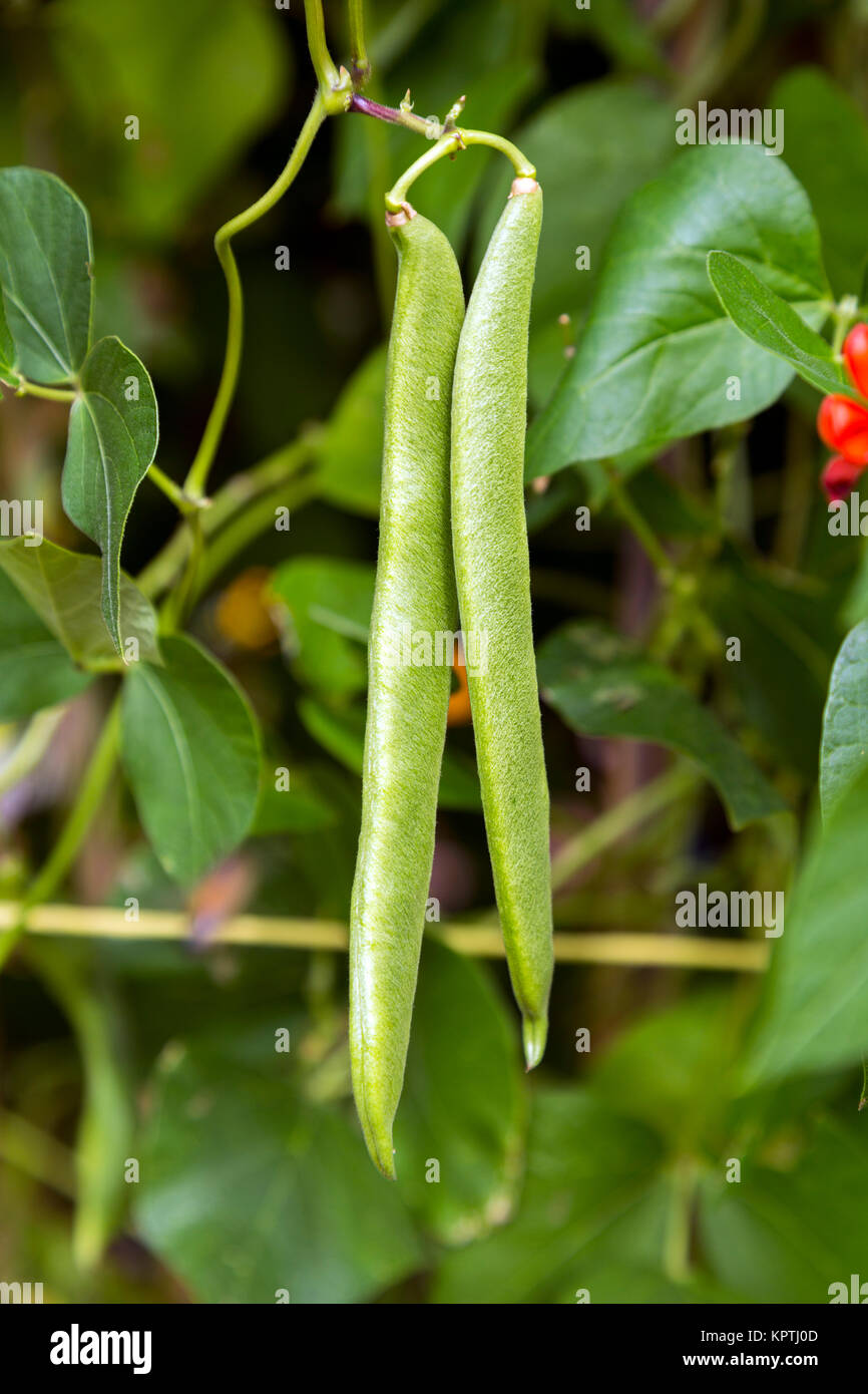 I baccelli crescono su un riparto (Spitalfields City Farm, Londra, Regno Unito) Foto Stock