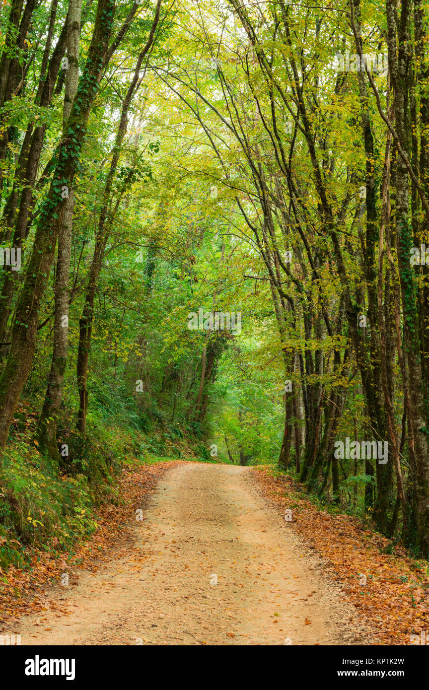 Il sentiero attraverso la foresta della regione della Dordogna, Francia Foto Stock