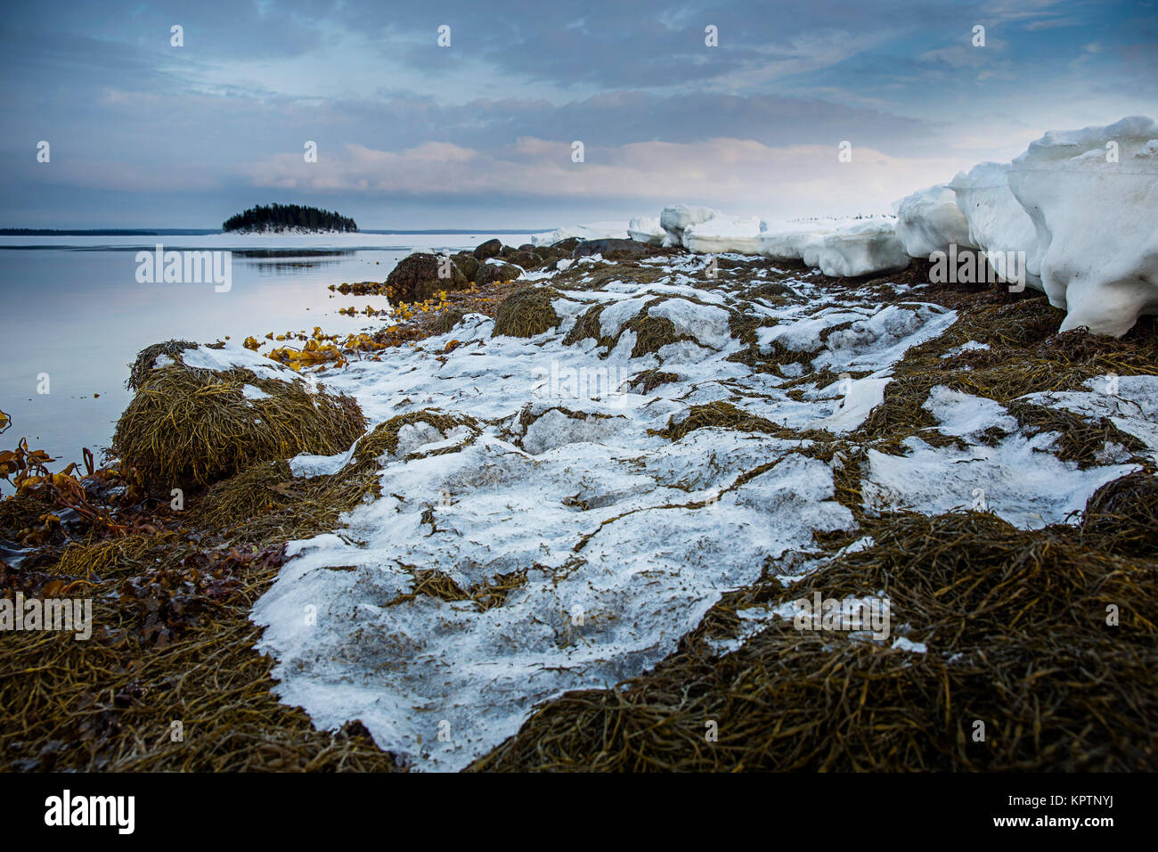 Alga marina riva del mare bianco durante il tramonto. Carelia del nord. La Russia Foto Stock