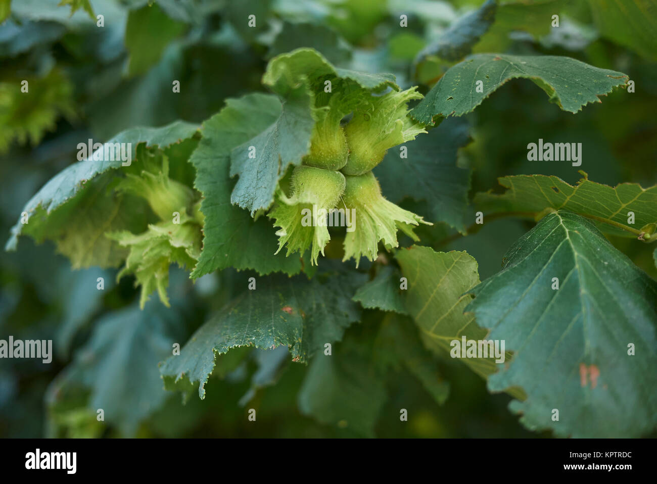 Corylus avellana Foto Stock