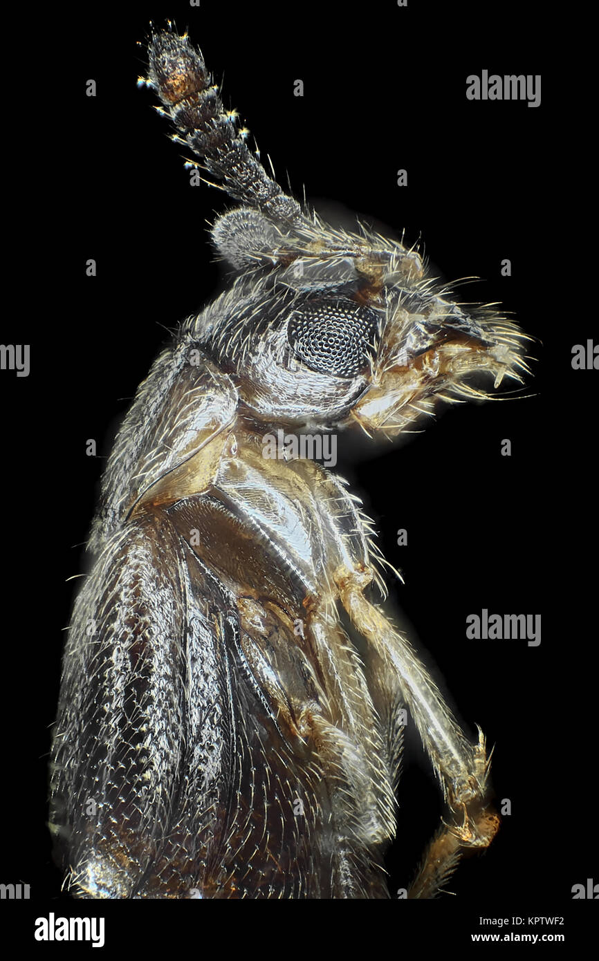 La luce riflessa micrografia di una fungivore rove beetle (tribù Oxypodini), area raffigurato è di circa 1.6mm tall Foto Stock