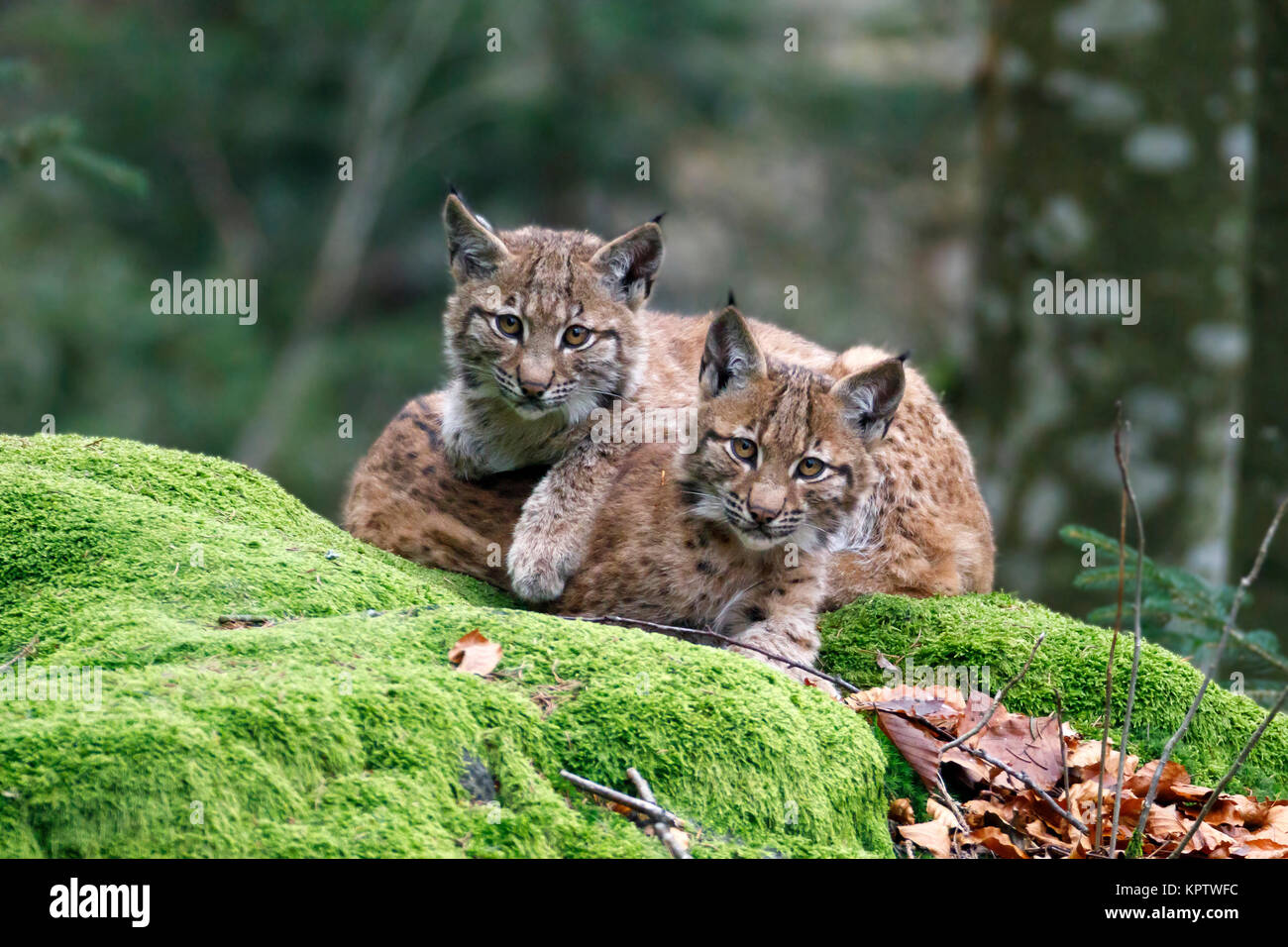 Eurasian (Lynx Lynx lynx), due giovani animali giacenti sulla roccia di muschio, captive, Germania Foto Stock