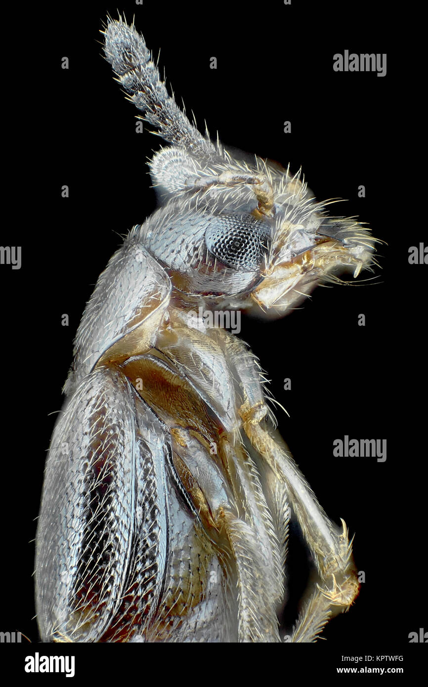La luce riflessa micrografia di una fungivore rove beetle (tribù Oxypodini), area raffigurato è di circa 1.6mm tall Foto Stock
