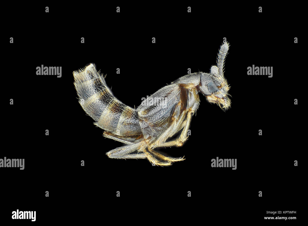 La luce riflessa micrografia di una fungivore rove beetle (tribù Oxypodini), area raffigurato è di circa 4mm di larghezza Foto Stock