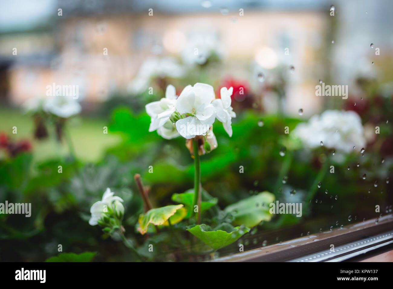 Un moody immagine di alcuni piccoli fiori su un davanzale catturati nella pioggia. Foto Stock