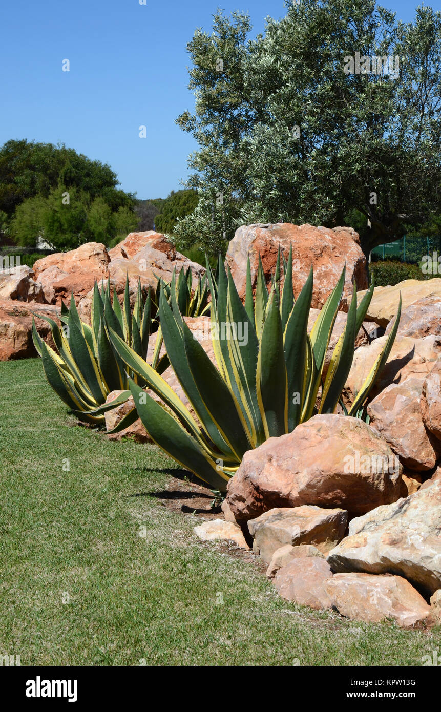 Giardino mediterraneo con piante di aloe e rocce Foto stock - Alamy