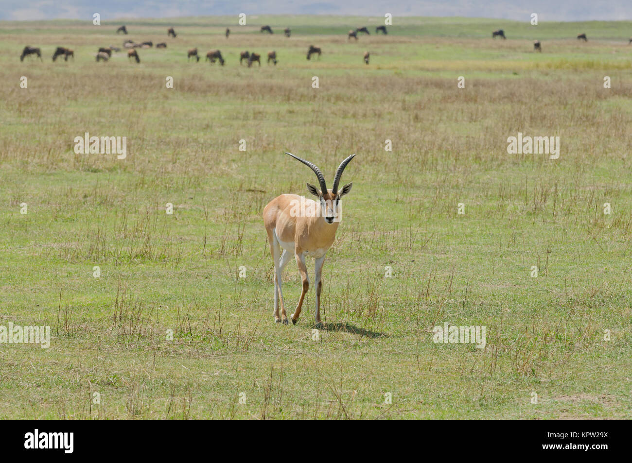 Vista dettagliata del Grant's Gazelle (nome scientifico: Gazella granti, robertsi o "WALA granti' in Swaheli) nel Ngorogoro National Park, Tanzania Foto Stock