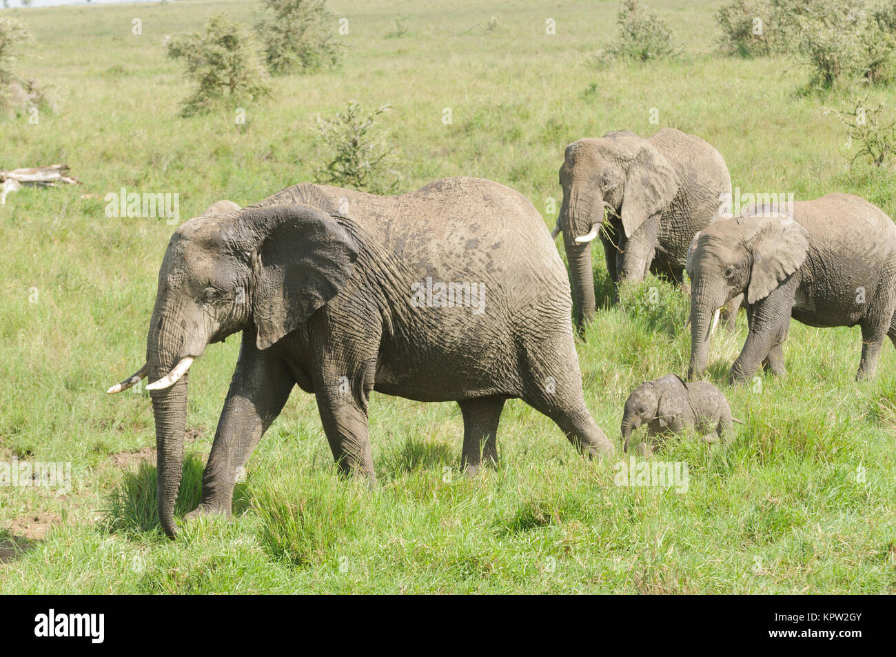 Elefante africano mandria (nome scientifico: Loxodonta africana, o 'Tembo' in Swaheli) nel Parco Nazionale del Serengeti, Tanzania Foto Stock