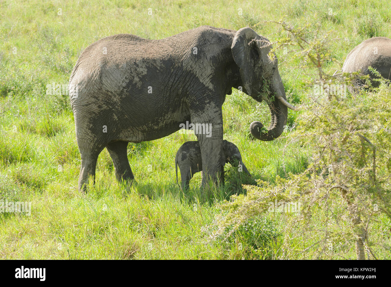 Elefante africano potecting sua giovane (nome scientifico: Loxodonta africana, o 'Tembo' in Swaheli) nel Parco Nazionale del Serengeti, Tanzania Foto Stock