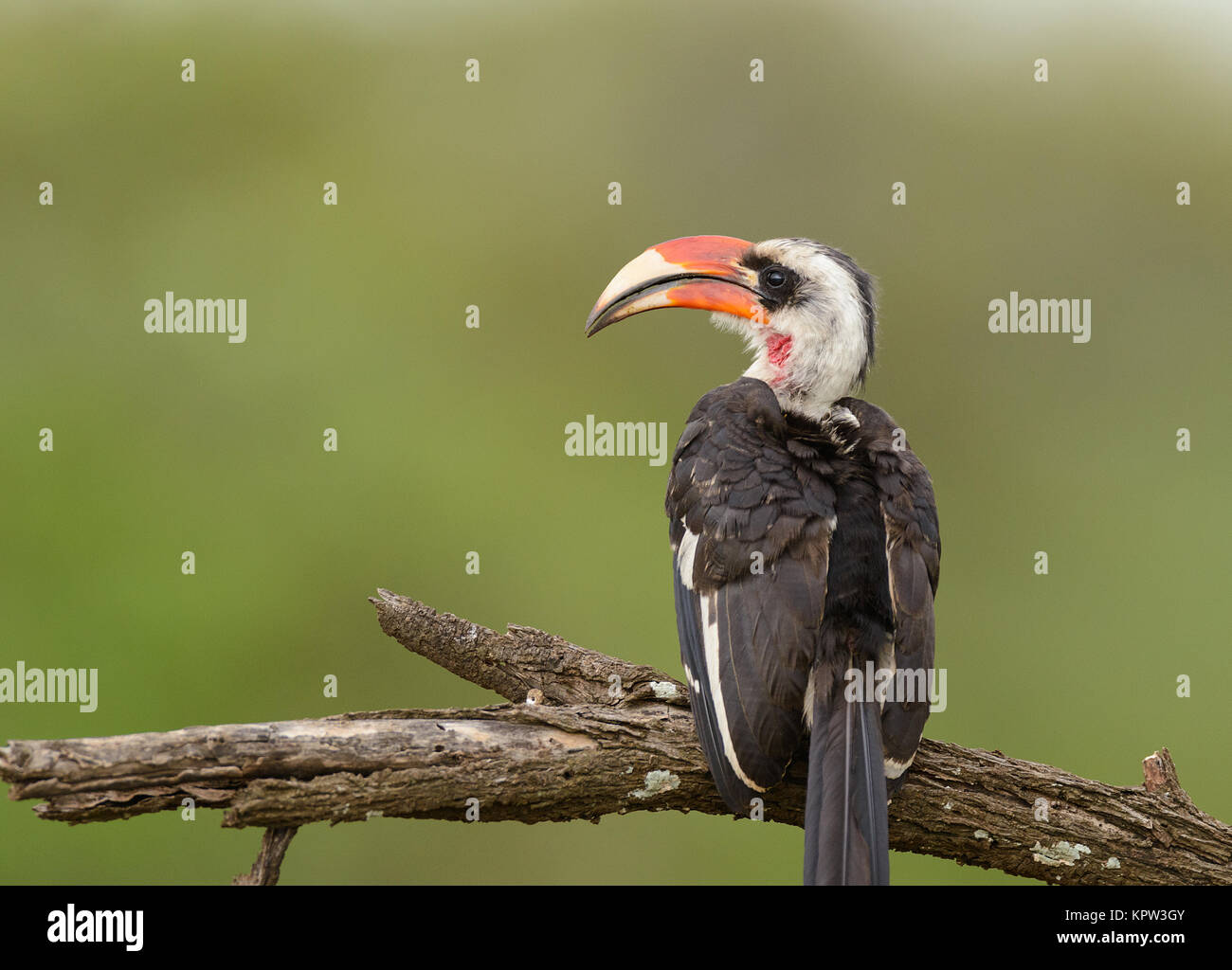 Primo piano di un maschio di Von der Decken's Hornbill trovata nel Serengeti Foto Stock