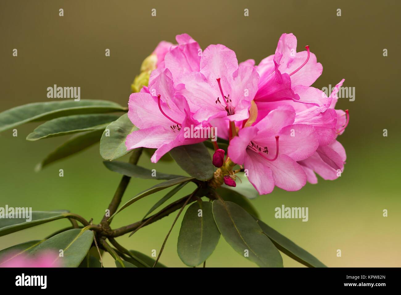 Rosa fiori di rododendro / rosa fiori di rododendro Foto Stock