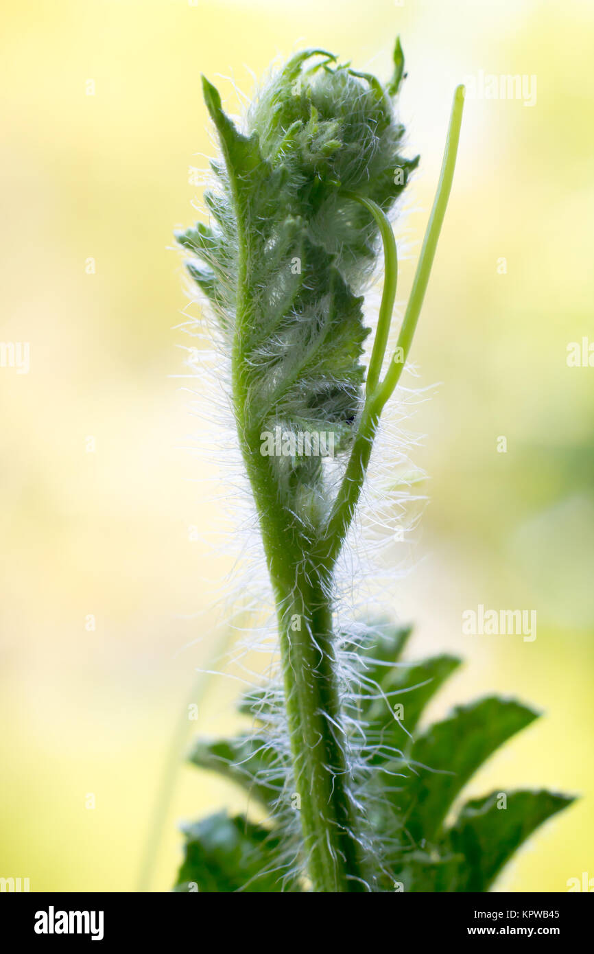 Close-up di germoglio di cocomero Foto Stock
