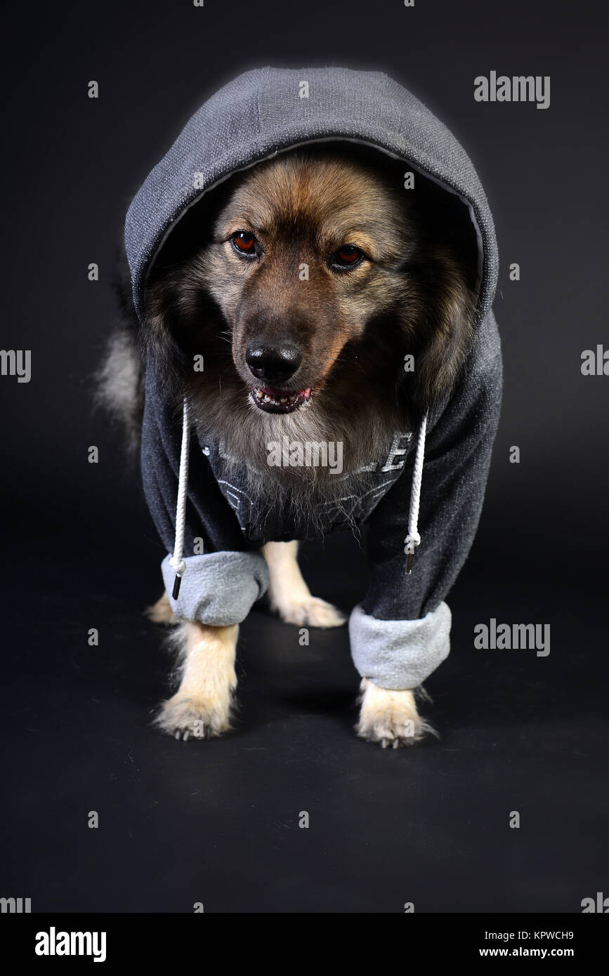 Cool cane felpa con cappuccio con cappuccio keeshond Foto Stock