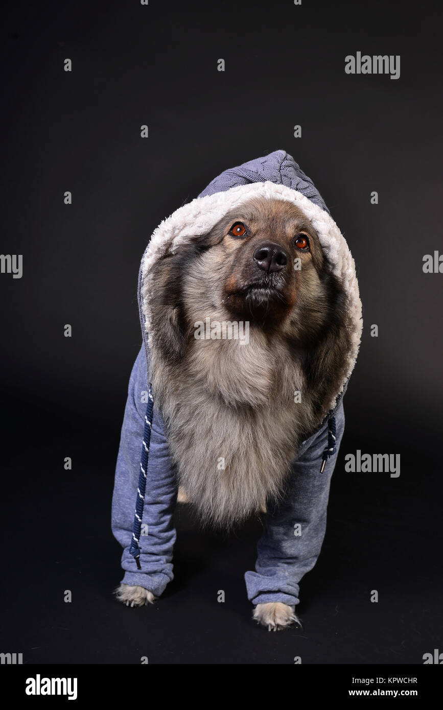 Cool cane felpa con cappuccio con cappuccio keeshond Foto Stock