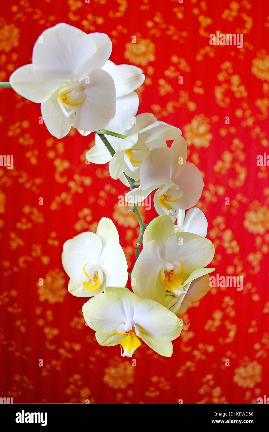 Orchidee rosa sullo sfondo della carta da parati di lusso Foto Stock