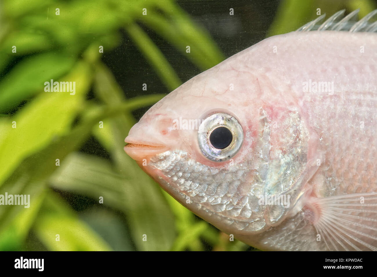 Dettaglio della testa di baciare gurami (Helostoma teminckii) Foto Stock