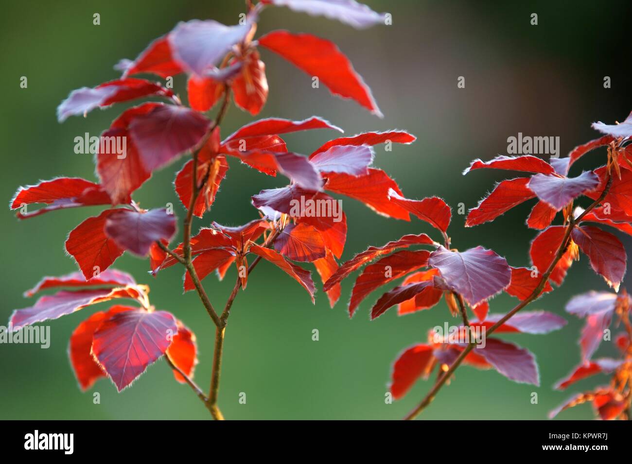 Blutbuche, Fagus sylvatica f. purpurea, im Abendlicht. Foto Stock