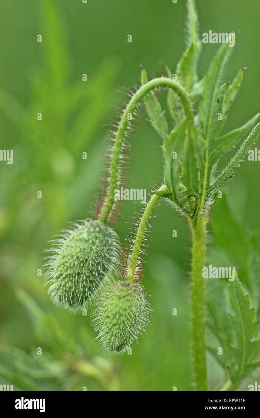 Gemme di papavero pettegolezzo (Papaver rhoeas) Foto Stock