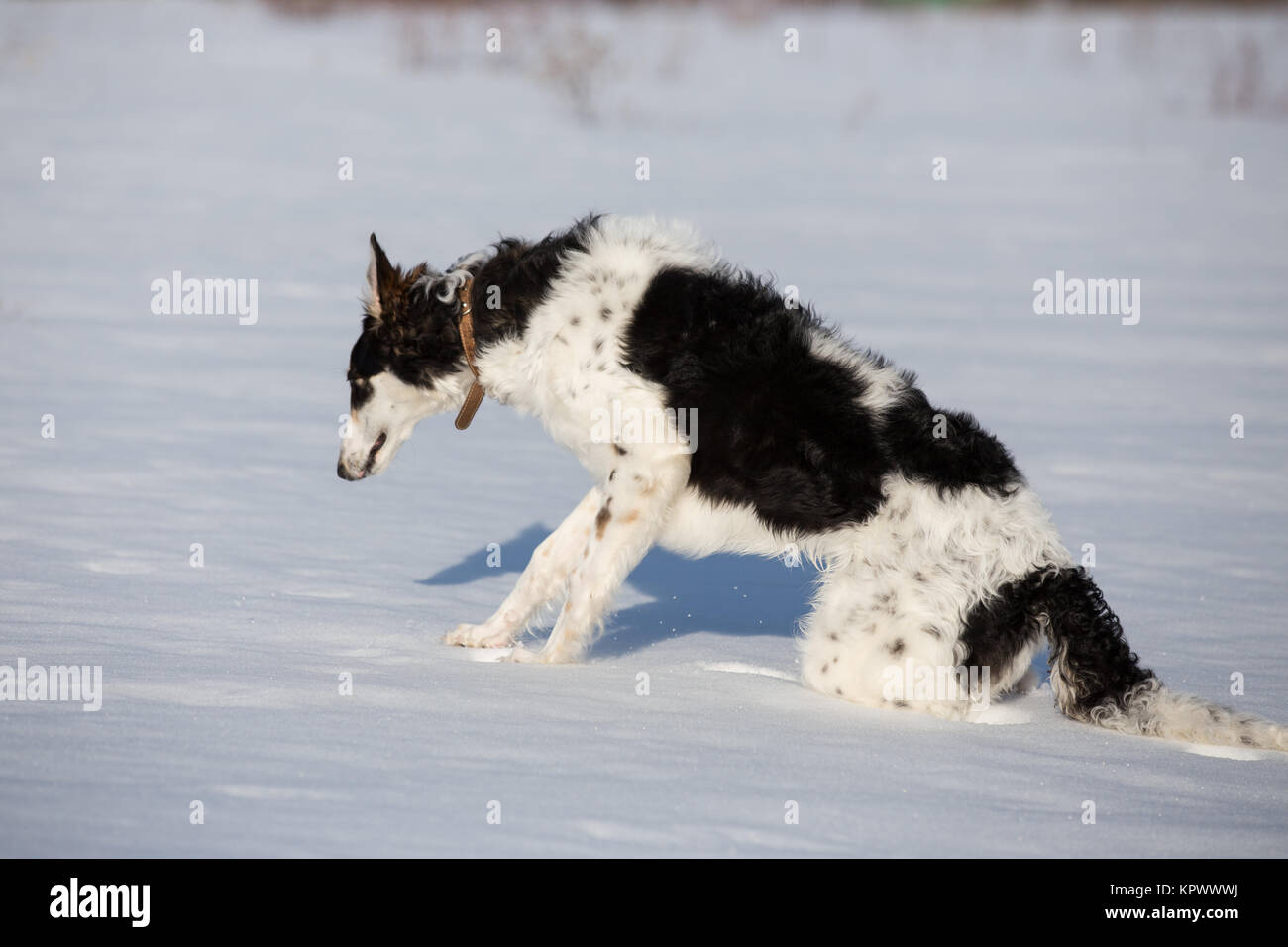 Un cucciolo di russo hound passeggiate nel paesaggio invernale Foto Stock