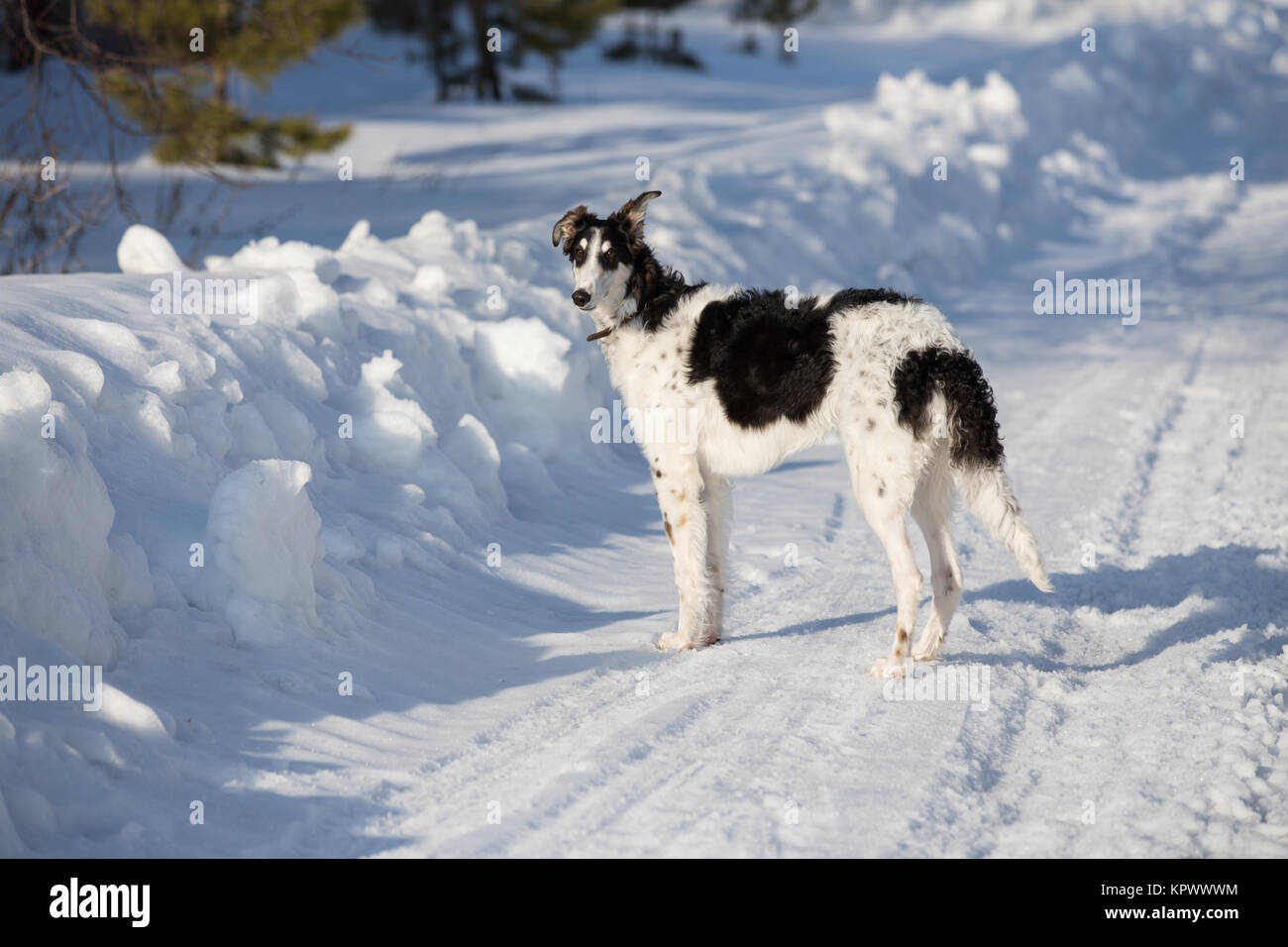 Un cucciolo di russo hound passeggiate nel paesaggio invernale Foto Stock