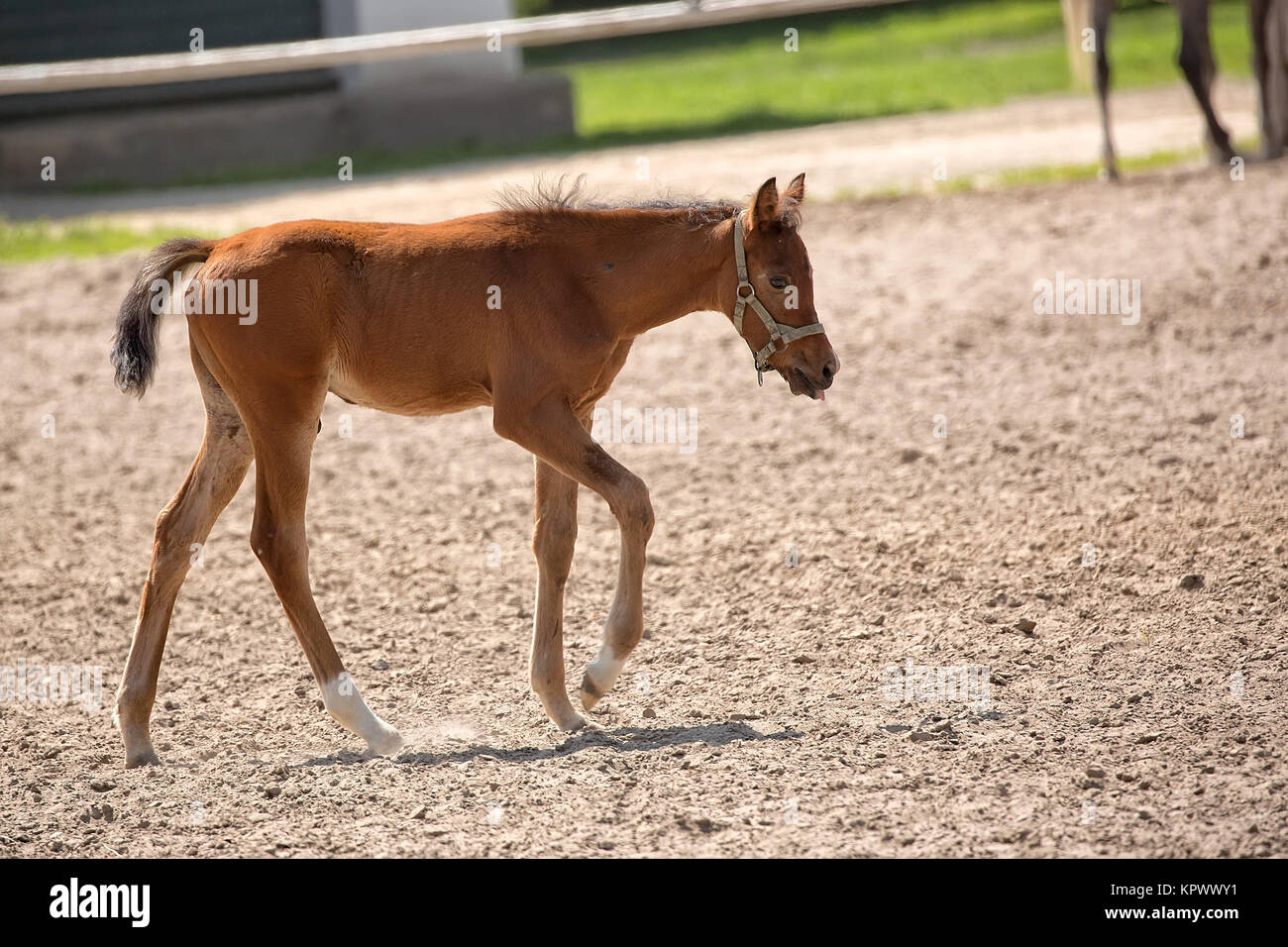 Colt in Prato Foto Stock