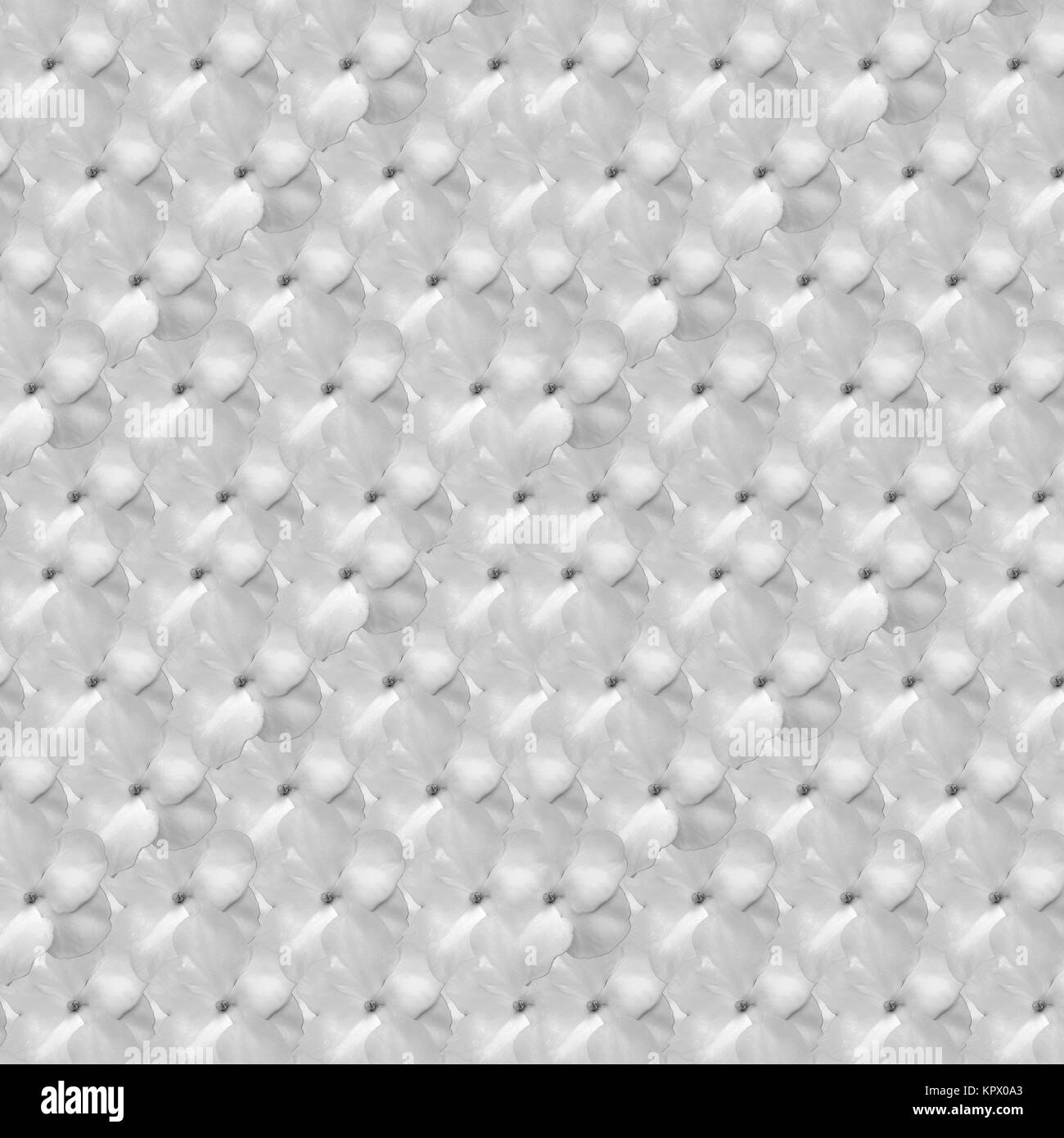 Fiori bianchi modello collage Foto Stock