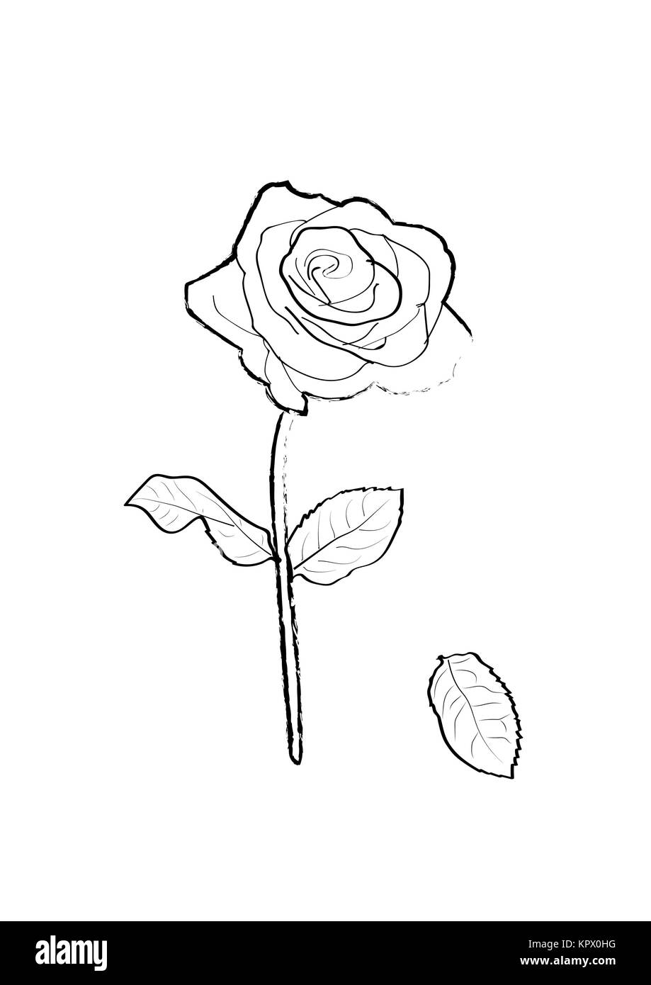 Stock illustrazione vettoriale icona rose isolato con il bianco Foto Stock