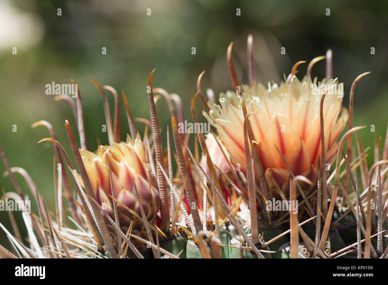 Ferocactus wislizeni, canna fishhook cactus in Bloom, noto anche come Arizona di barili, candy canna e canna Southwestern cactus. Profondità molto piccola Foto Stock