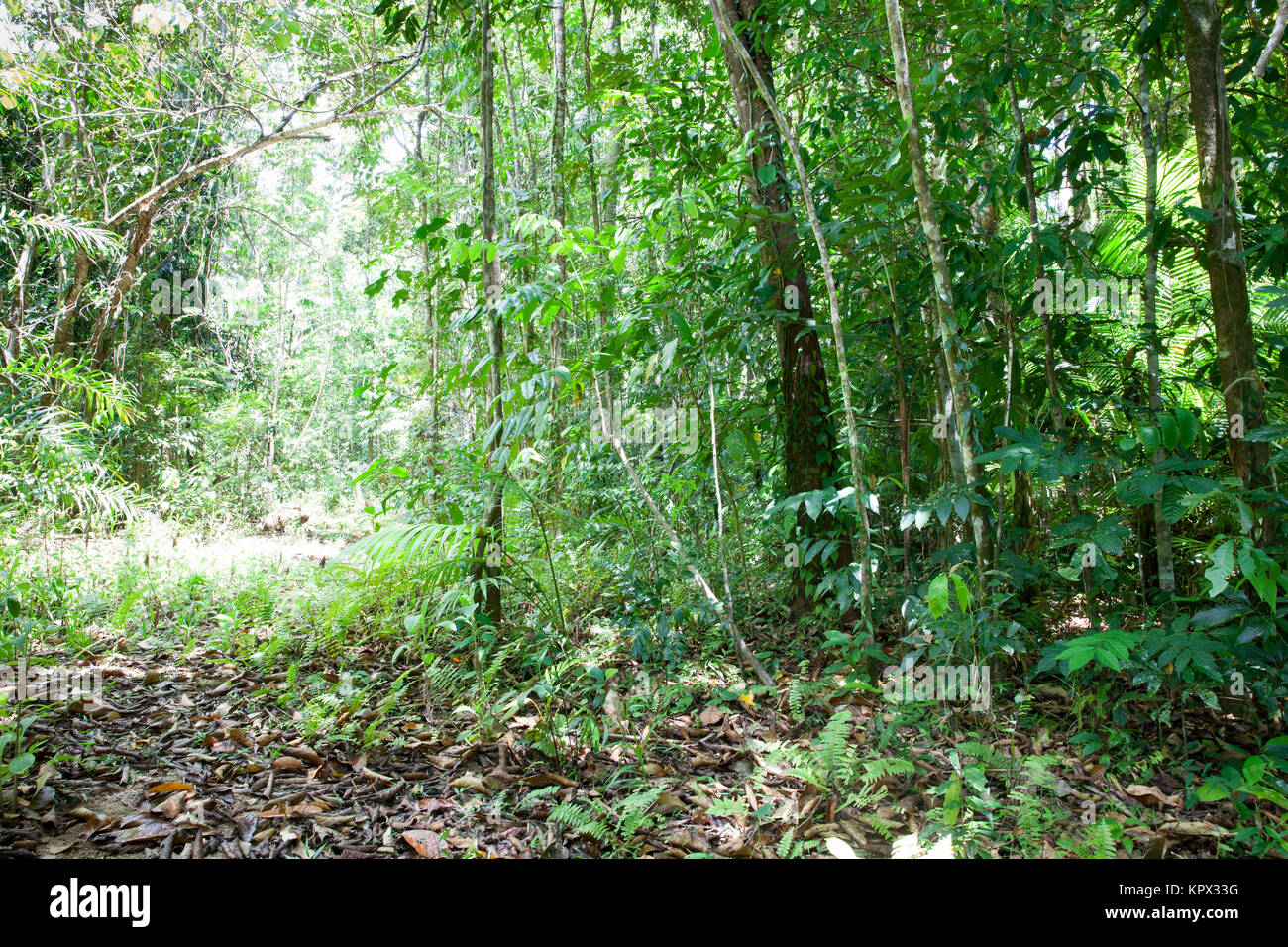 La ricrescita della foresta pluviale (ca. Dieci anni). Dicembre 2017. Diwan. Parco Nazionale Daintree. Queensland. Australia. Foto Stock