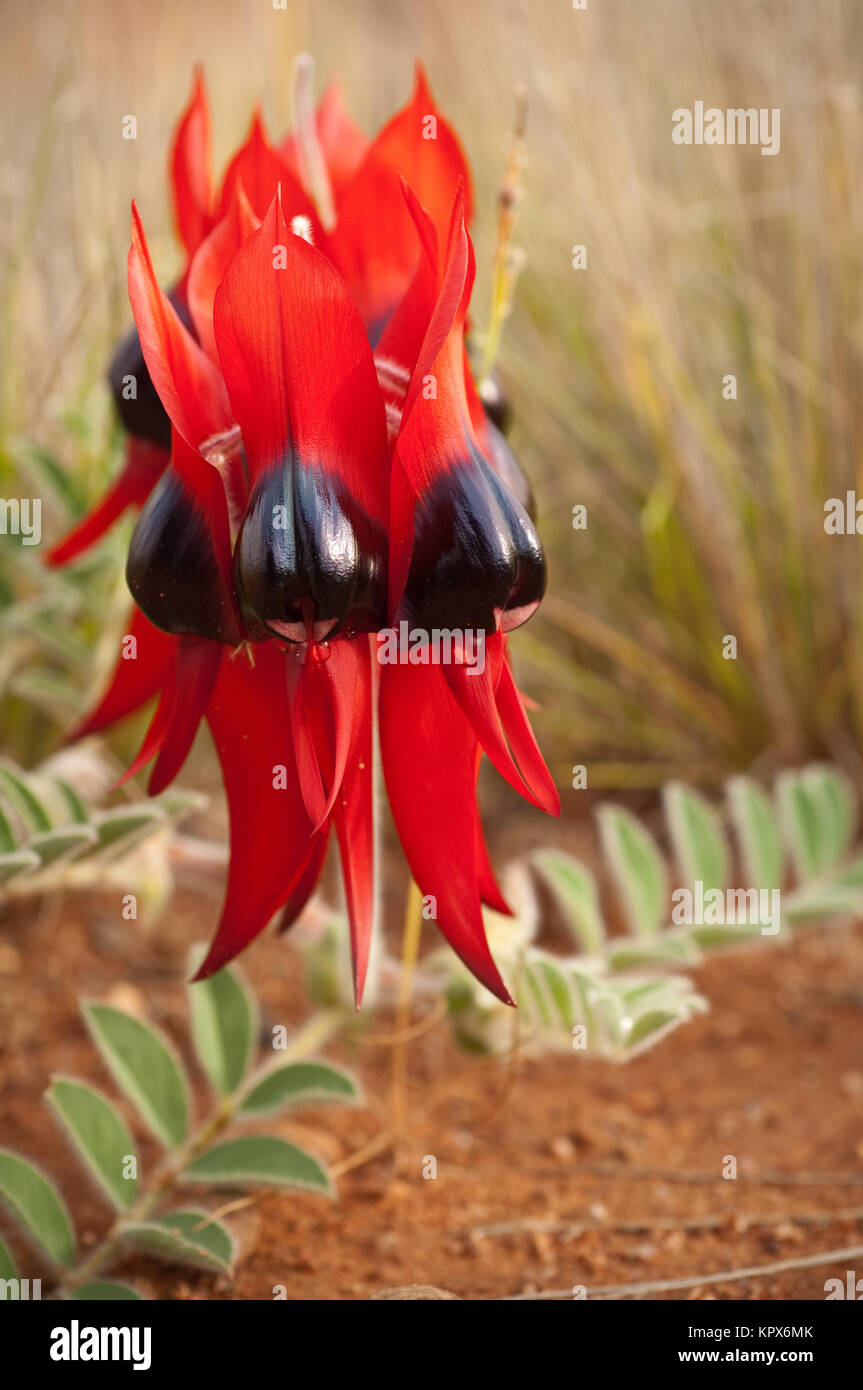 Sturt è deserto fiori di pisello, nativo di tutta la terraferma gli stati australiani ad eccezione di Victoria. Emblema floreale del South Australia e la Northe Foto Stock