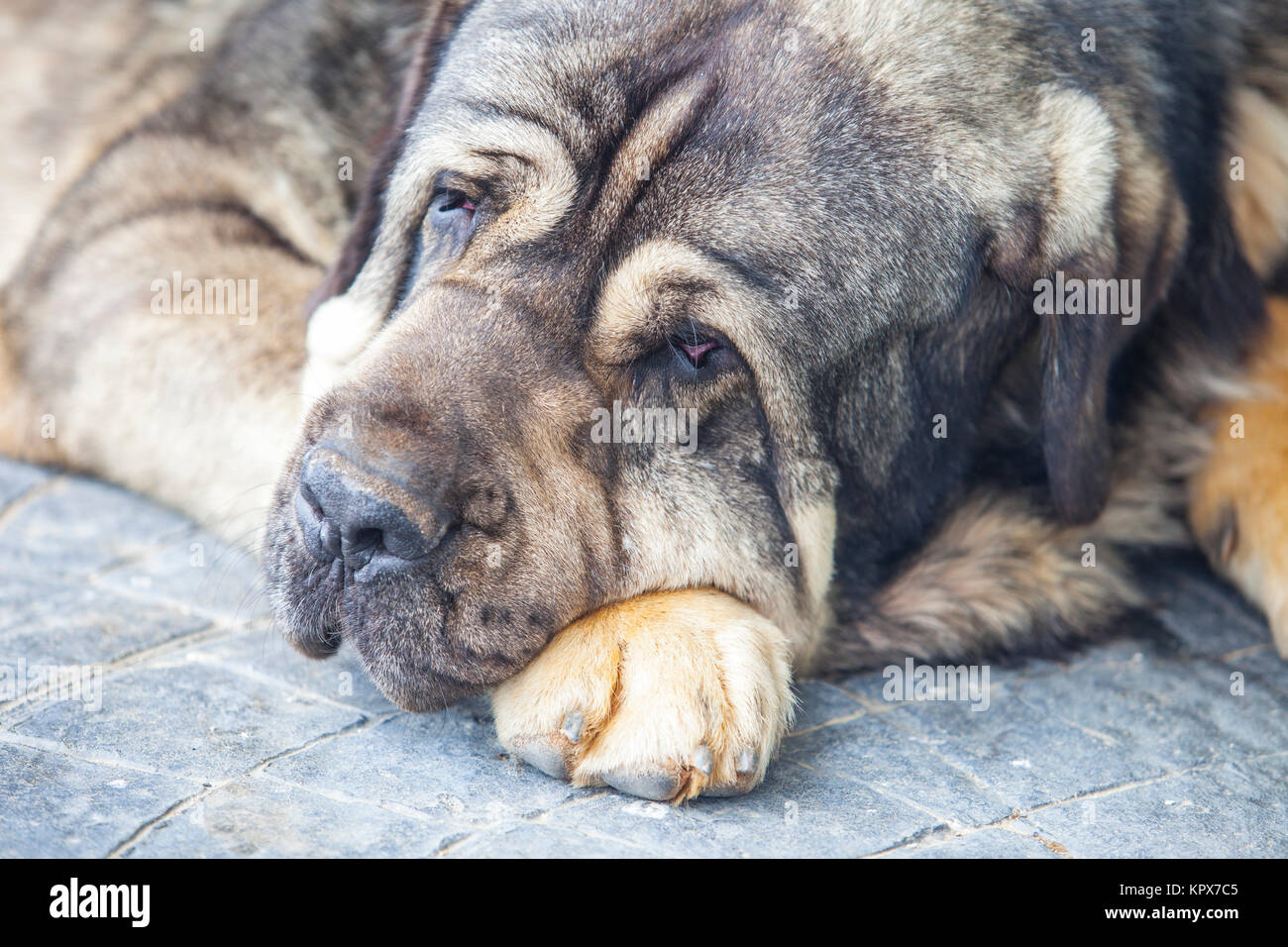 Big Mastiff cane in appoggio sul pavimento Foto Stock