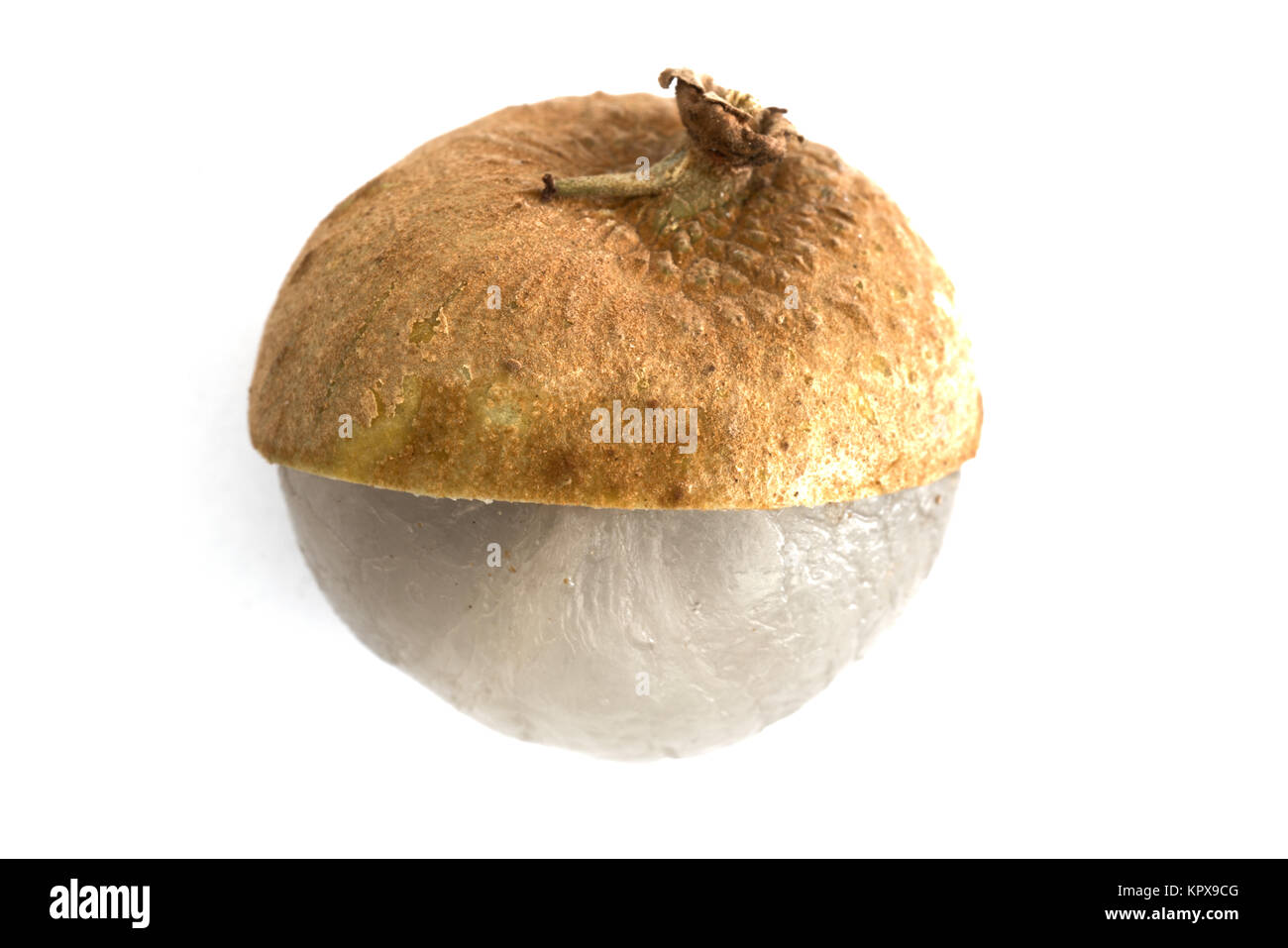 Pezzo unico Dimocarpus Longan frutta con semi sheel peel mostrando carne traslucido isolato su sfondo bianco Foto Stock