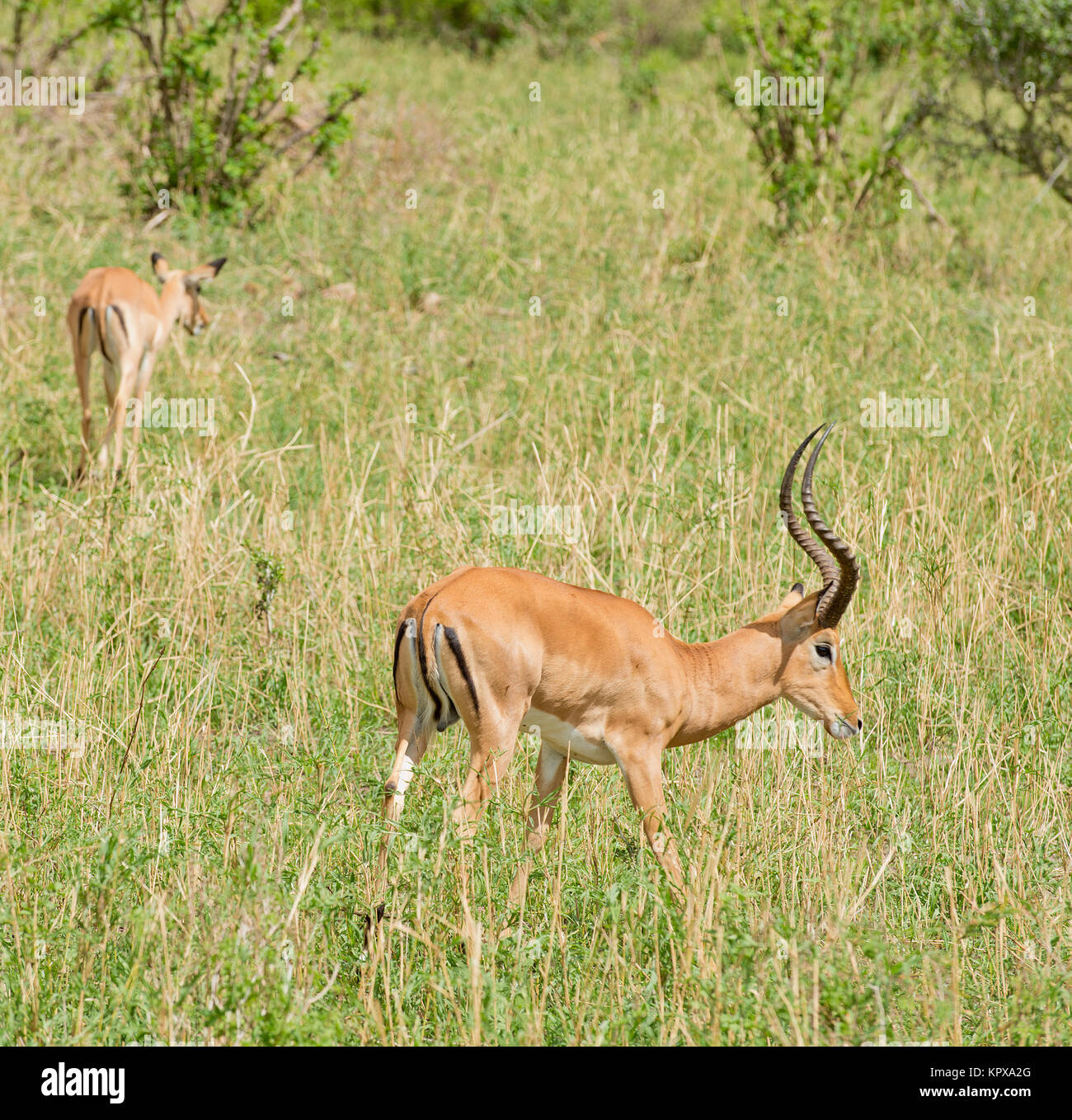 Primo piano della Impala (nome scientifico: Aepyceros melampus, o "WALA pala' in Swaheli) immagine presa su Safari situato nel Parco Nazionale di Tarangire e, Tanz Foto Stock