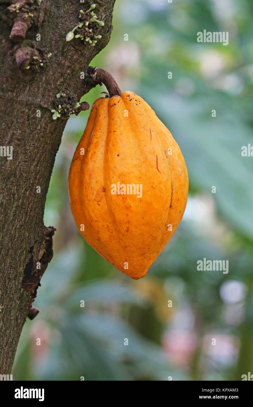 Frutti maturi dell'albero di cacao Theobroma cacao Foto Stock