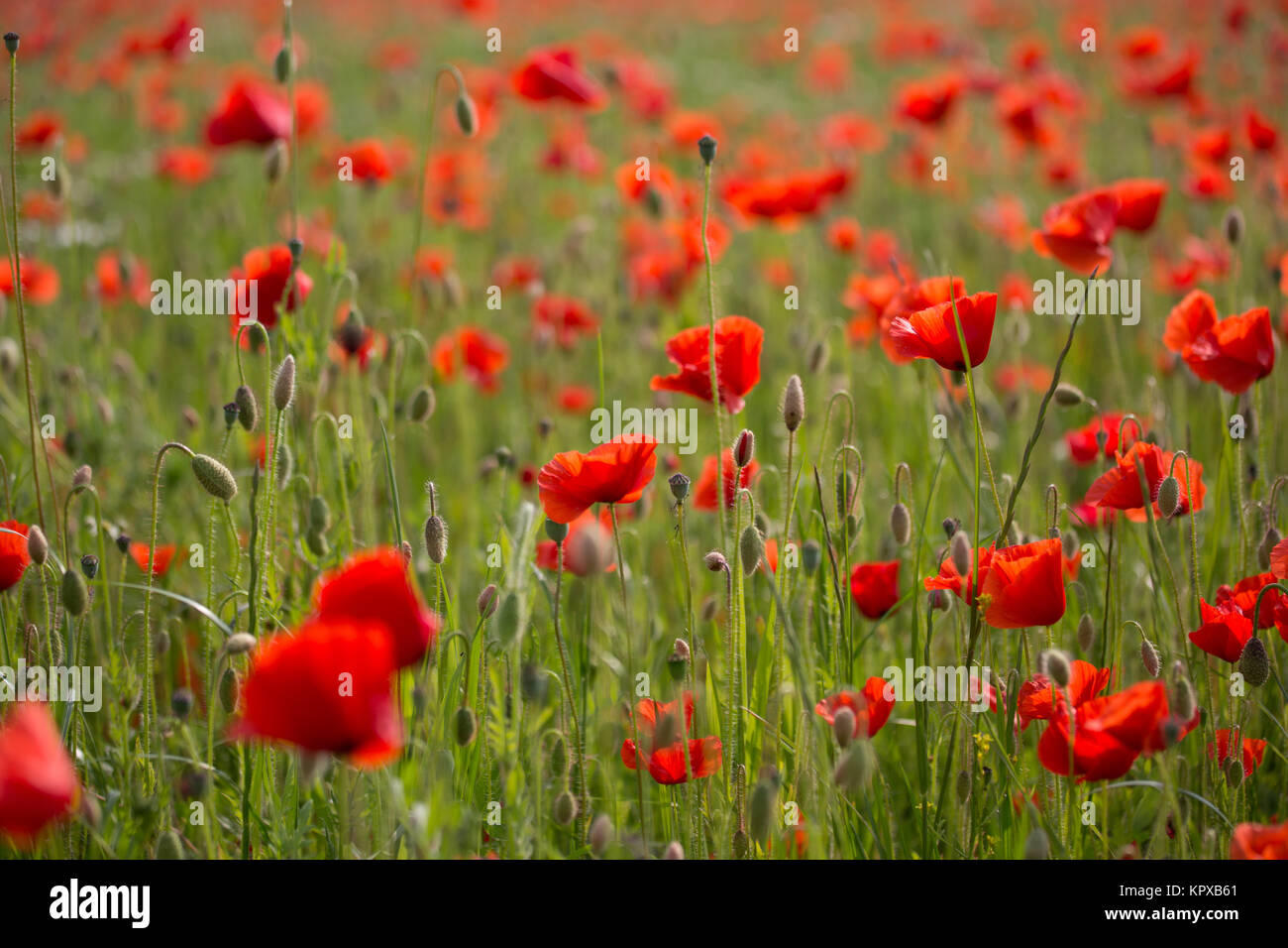 Campo di papavero Foto Stock